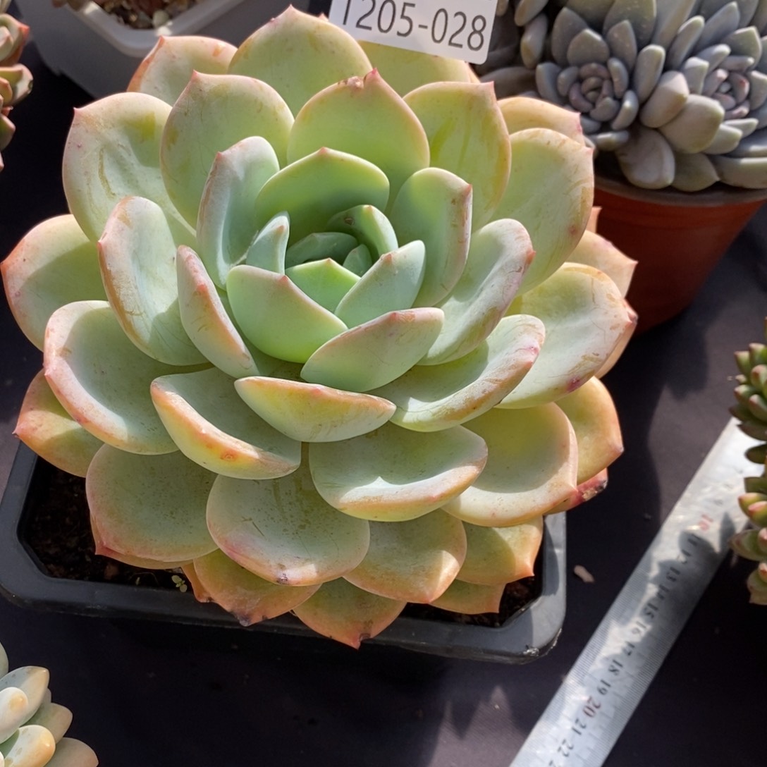 ?**灯两单包邮1205-28凤橙