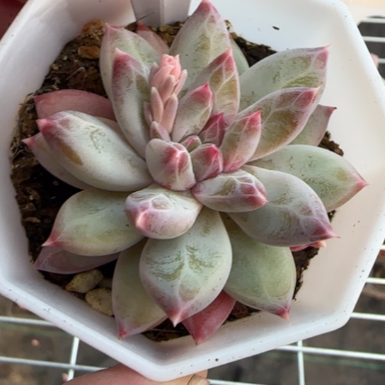 205幻影美人一物一拍多肉