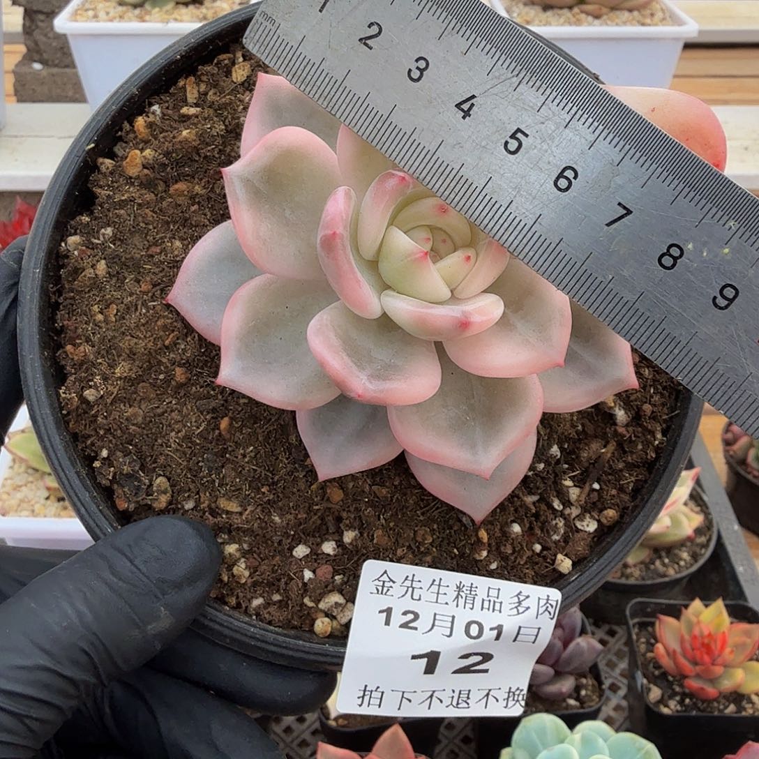 1201-12伊丽莎白锦