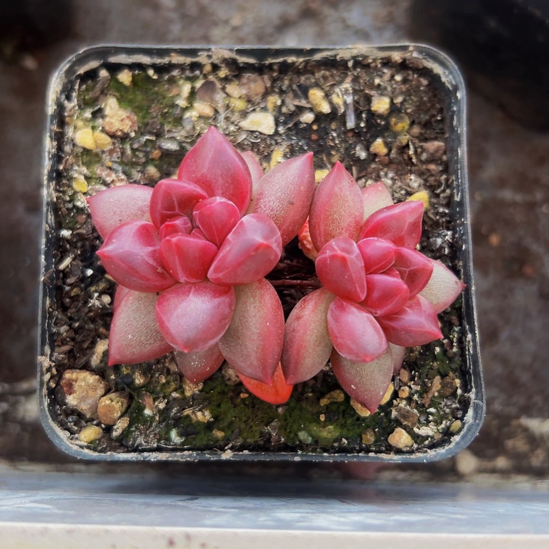 桔云多肉美人精品系列