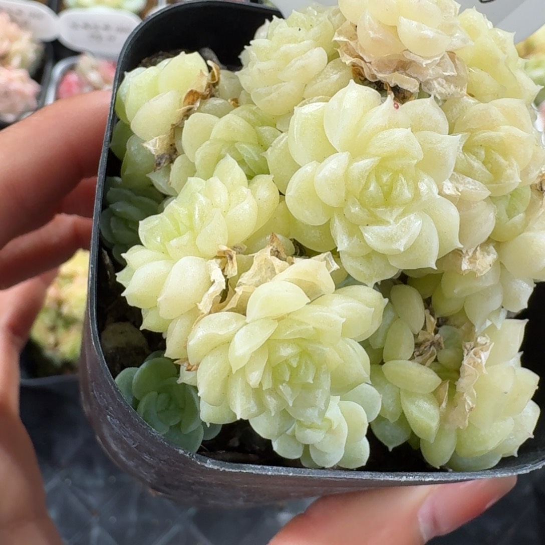 1206-36-繁花麦秆群生不包整