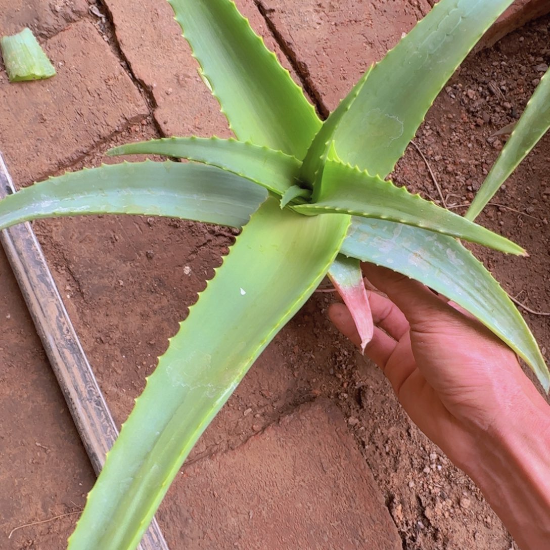 梦***点块根植物块根植物