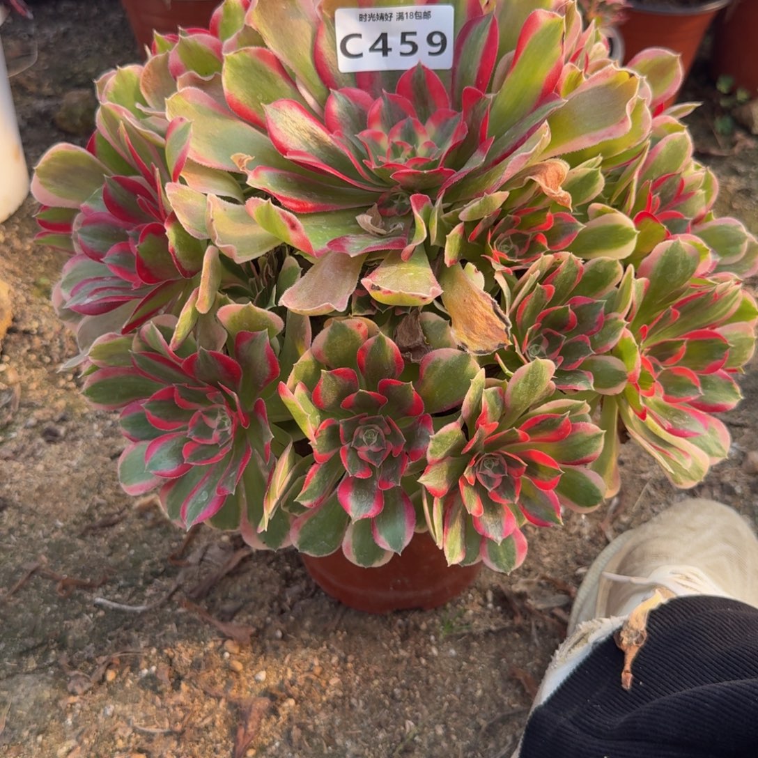 459多肉的多肉植物