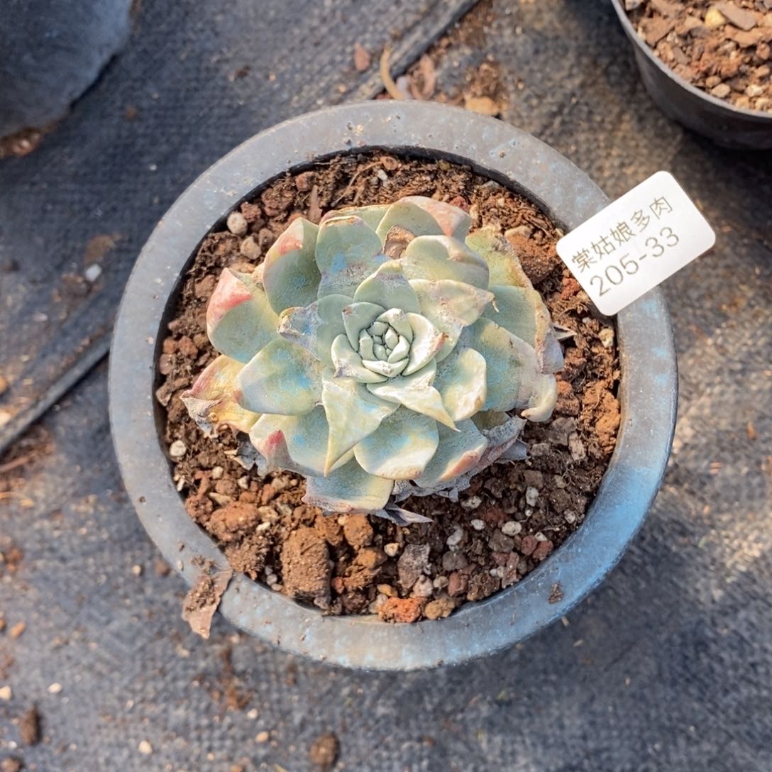 33号帕翠莎瑕疵瑕疵多肉