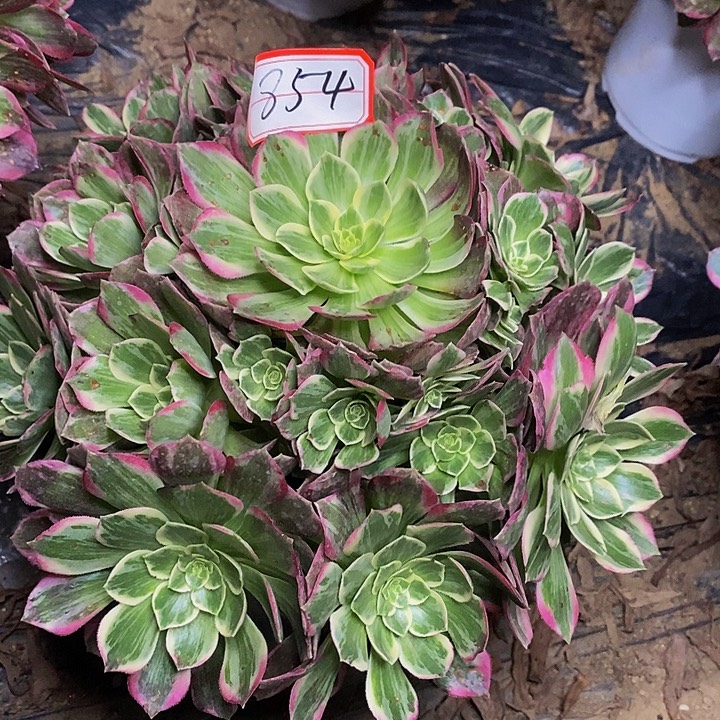 万花筒老桩桩捧花854号