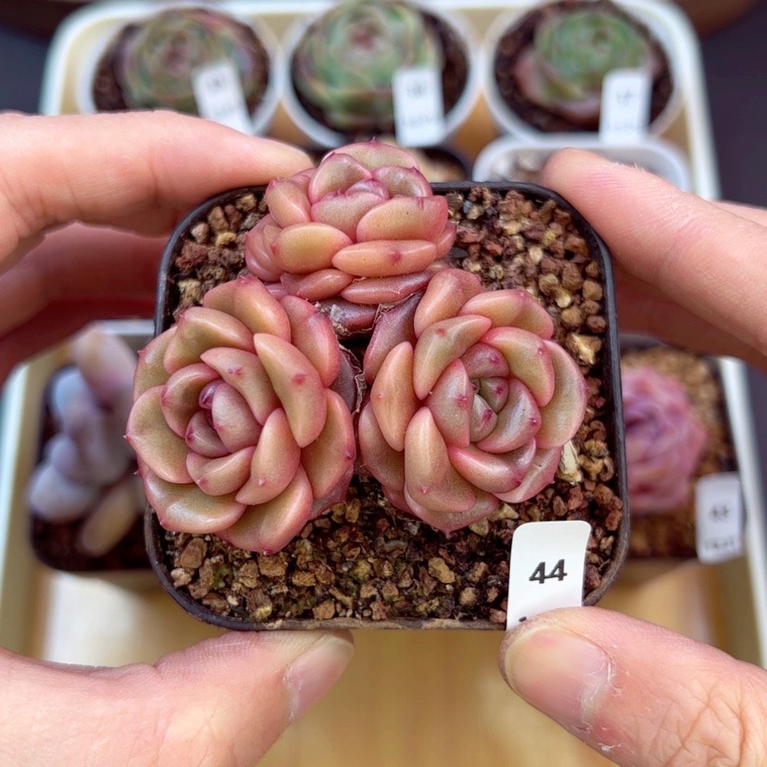 好好看44、哈哈哈哈