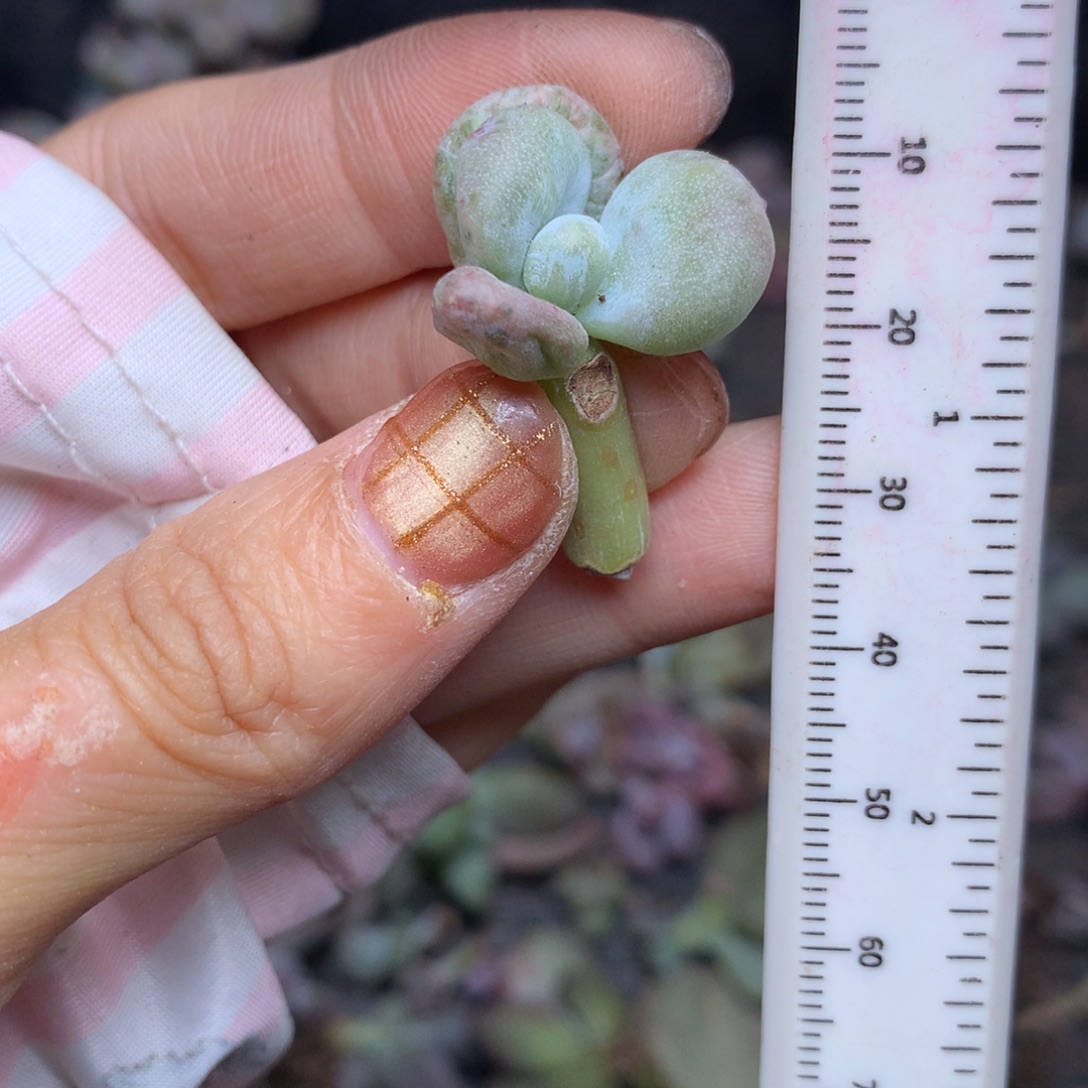 油煎奶酪还好哈哈哈