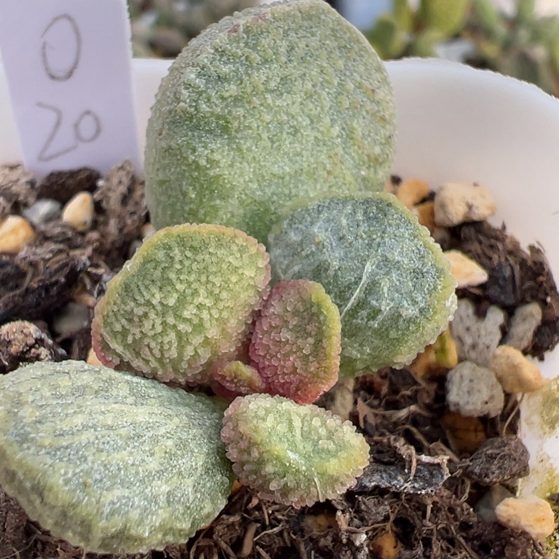 实生新品大苗多肉植物水泡