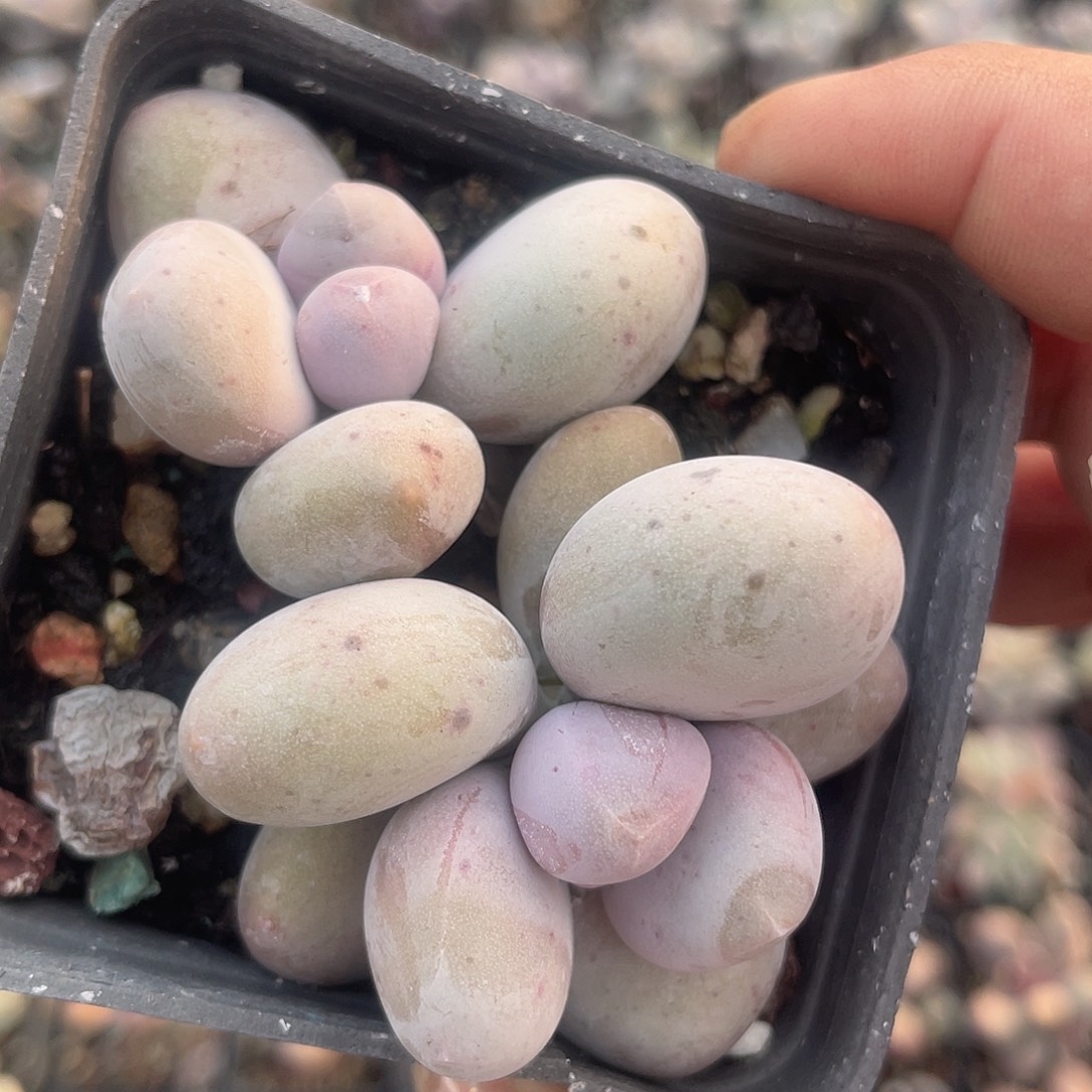 大叶奶 脱土发货 7口盆