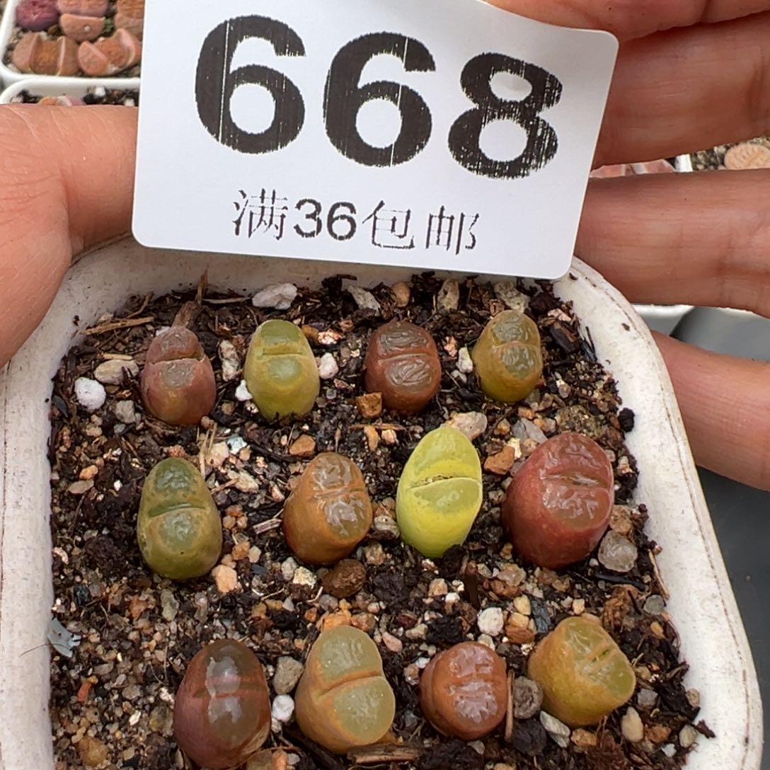 2.15好看的多肉668