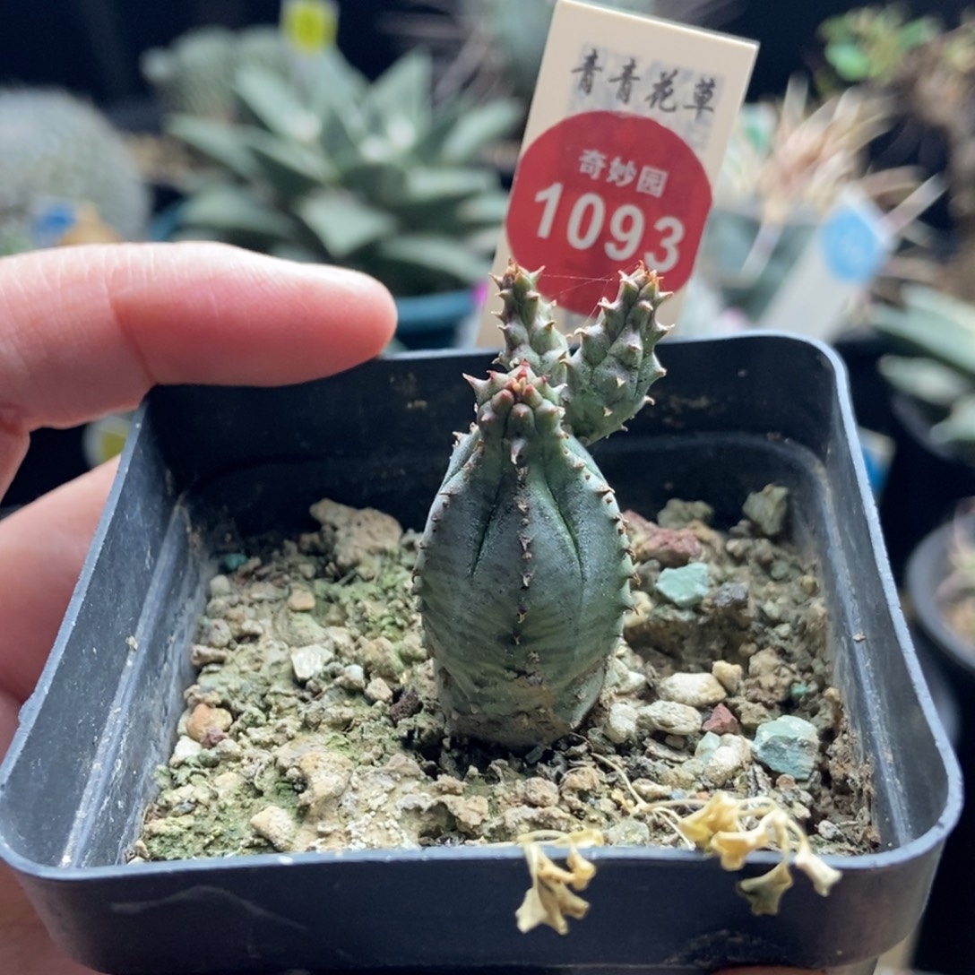 带崽布纹球杂交一颗