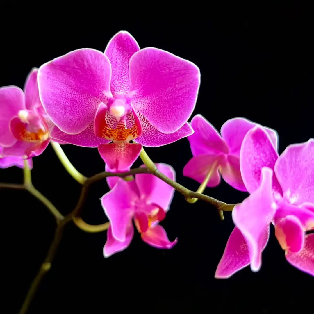 【两个花剑】 浓香型 玫瑰树蝴蝶兰