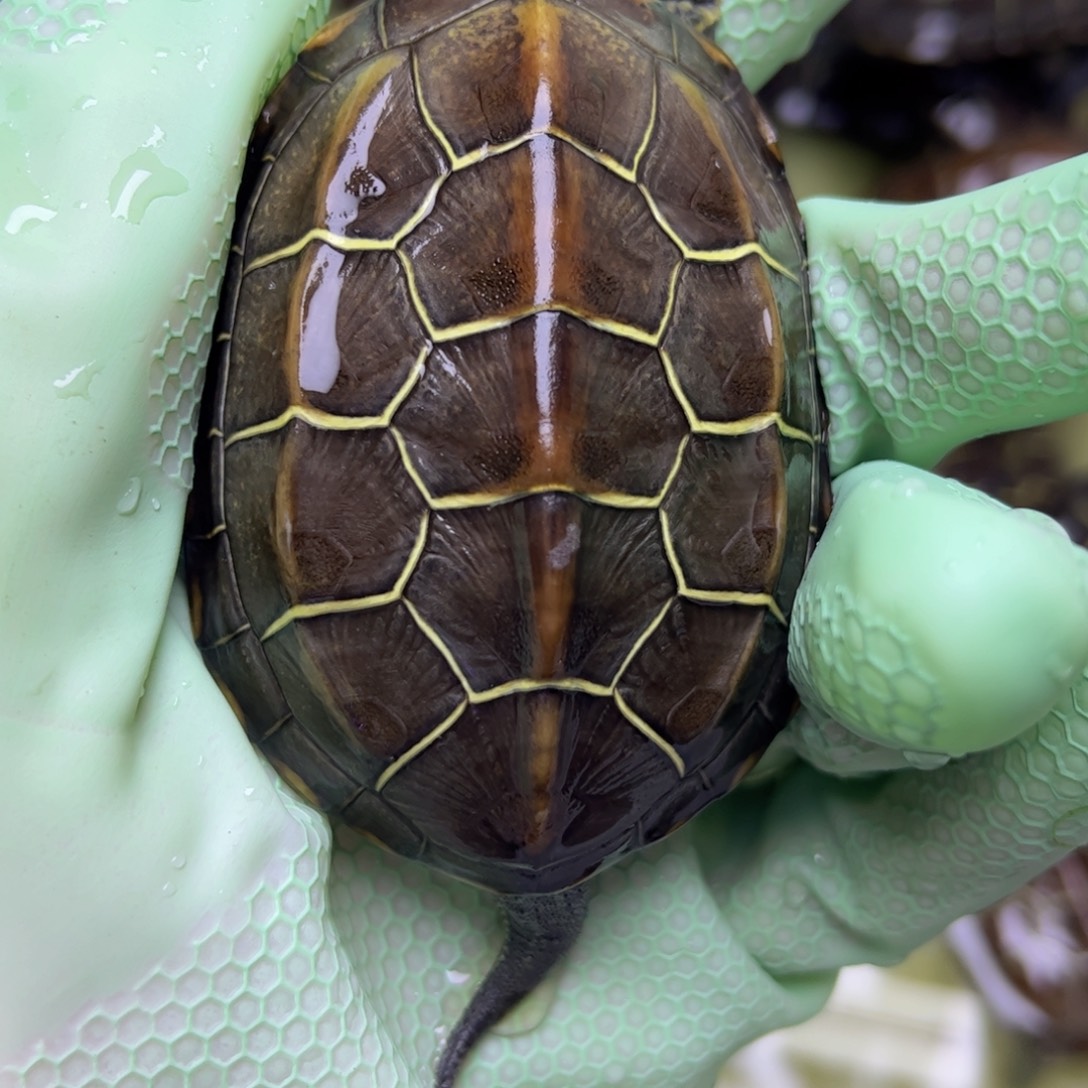 中华草龟公母搭配