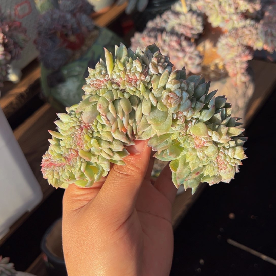 新年快乐 新年快乐