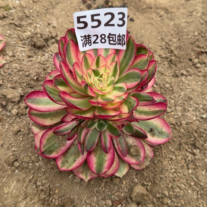 5523二号棚倾城多肉M