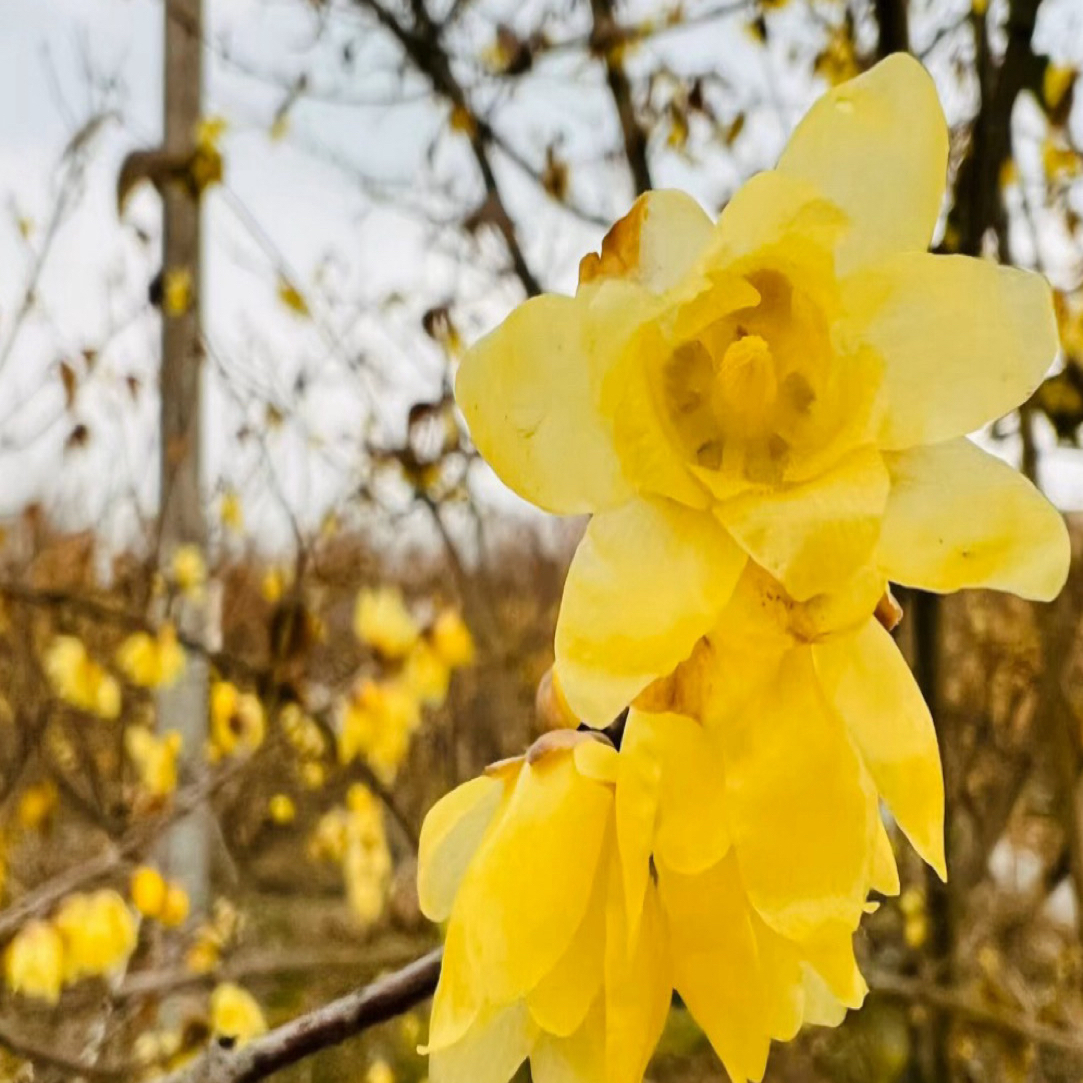 素心腊梅带花苞浓香型耐寒花卉树苗盆栽庭院阳台当年开花植物