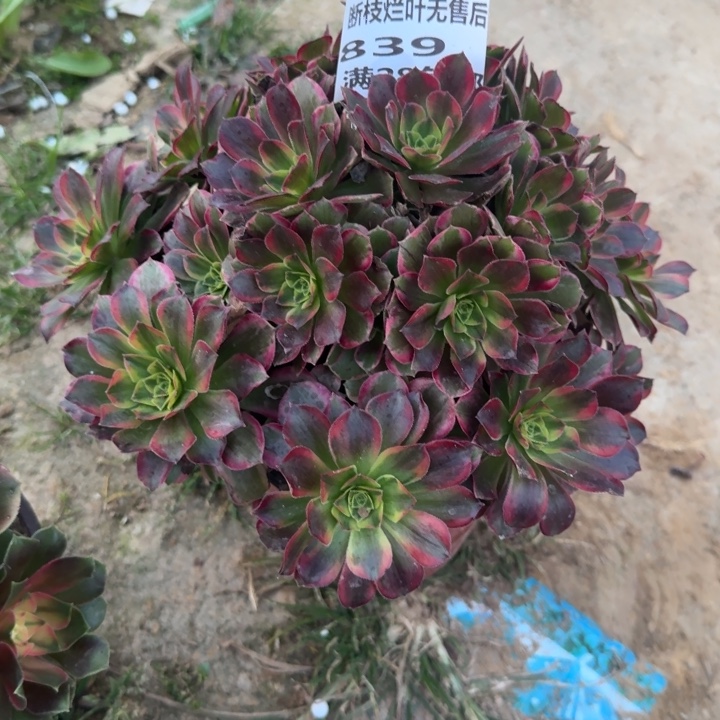 839外边的红玫瑰多肉