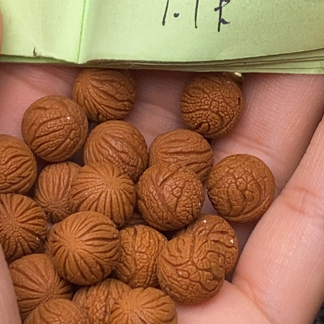 秦岭山脉龙纹桃核 21