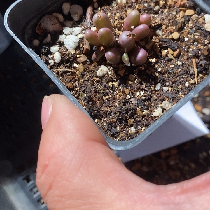 1372。 紫葡萄一盒。 