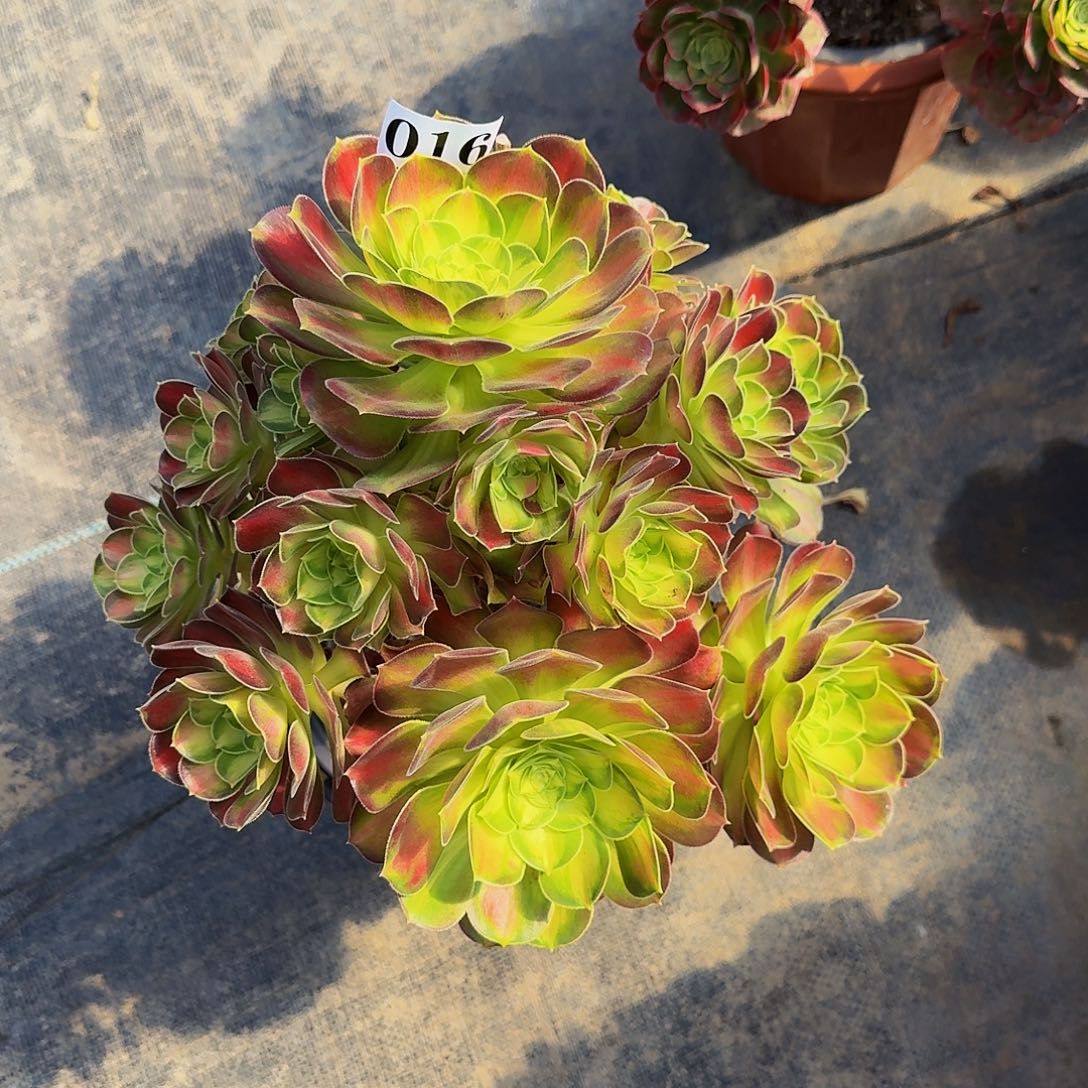 016韶华多肉植物