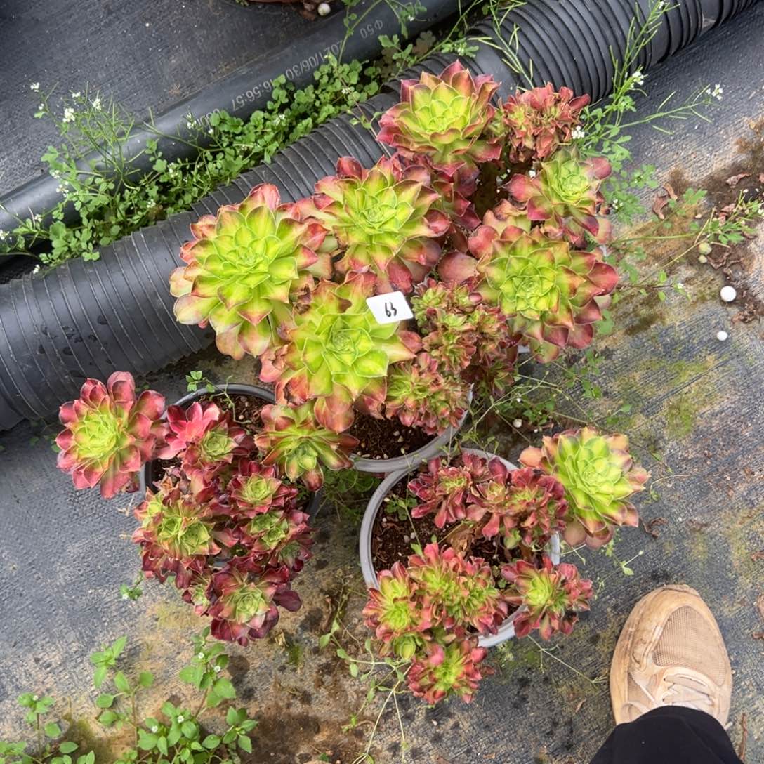 20包邮63韶华缀一颗8