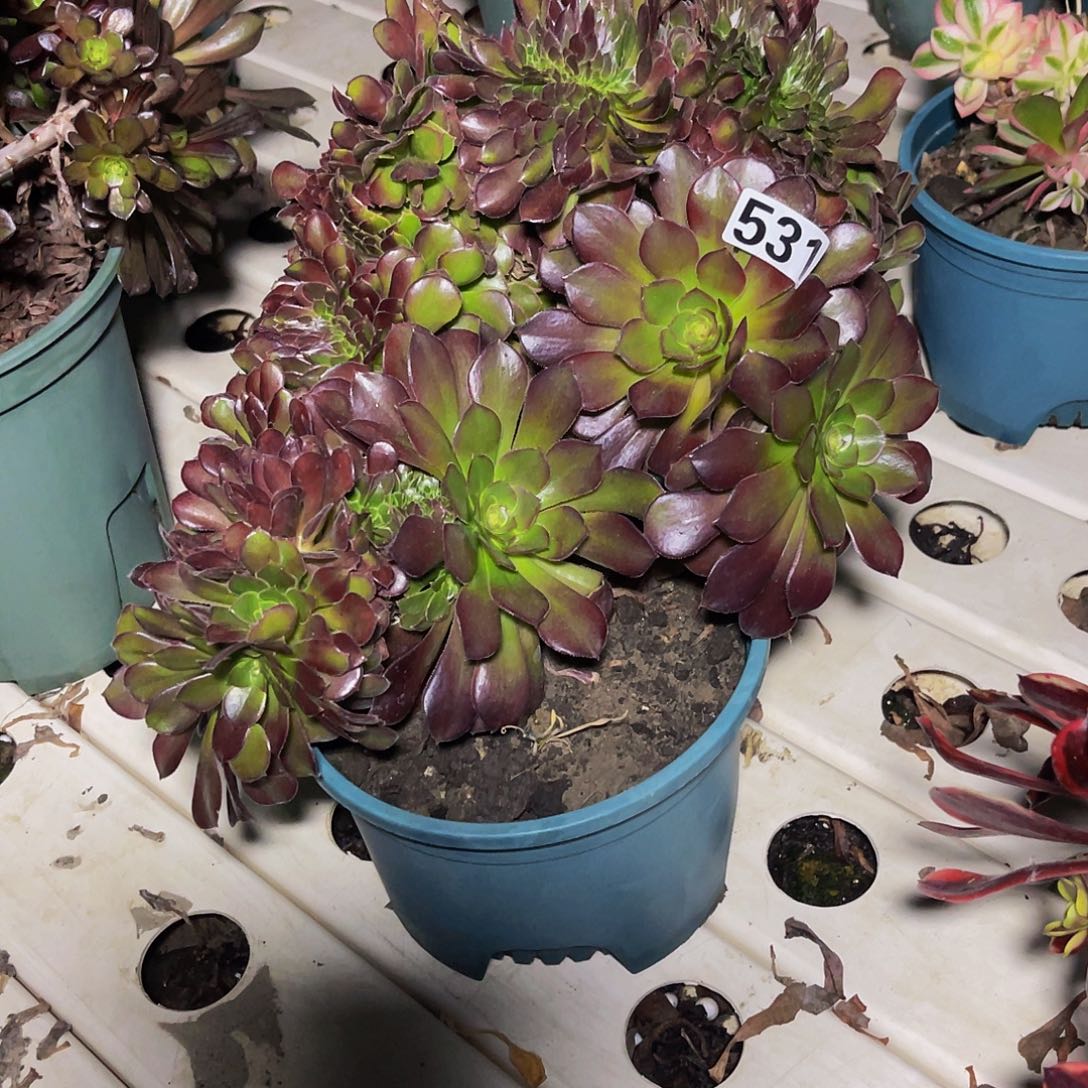 荷兰法师7/15包邮法师