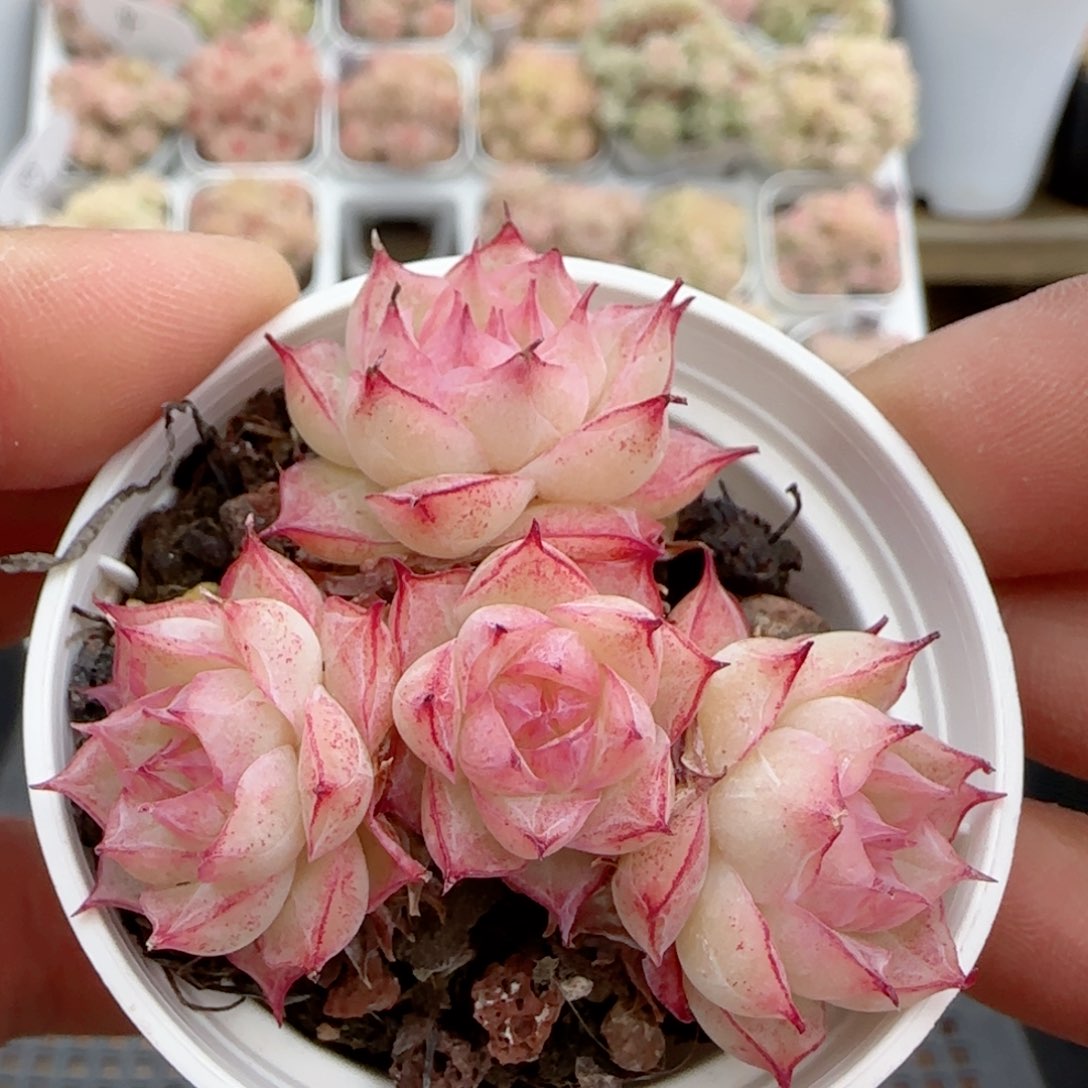 【闪购商品】0204-113边线女王