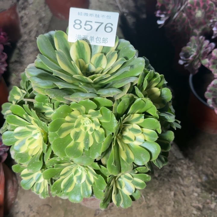 8576辛尼亚多肉植物