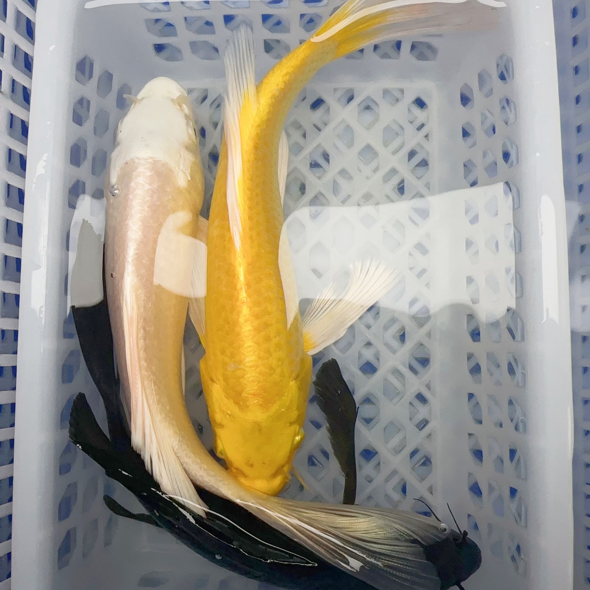 5号【白金黑金黄金20-25公分】冷水观赏鱼