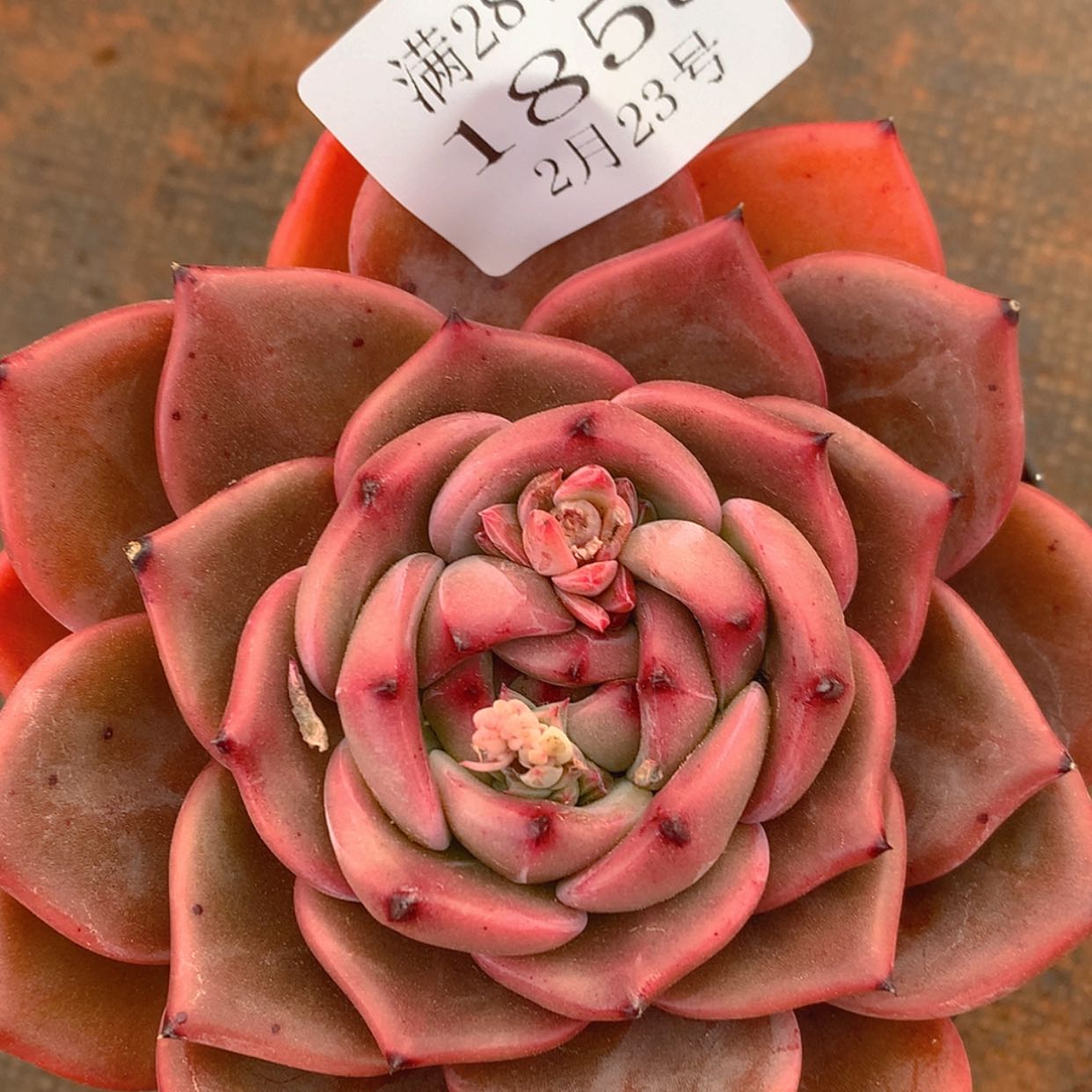 【闪购商品】云1858