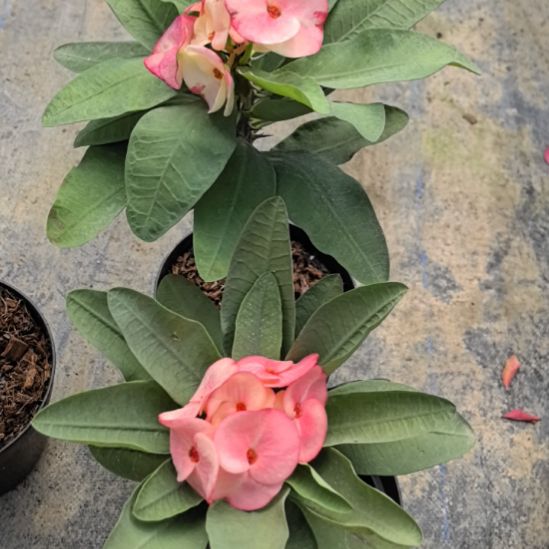 完全开放北柳府女孩随机发货