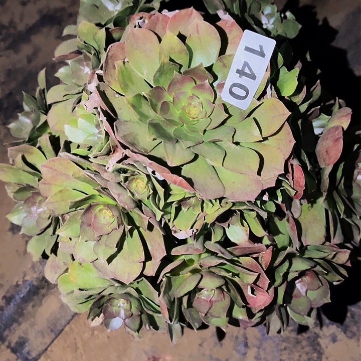 140沙拉碗多肉植物处理不售后