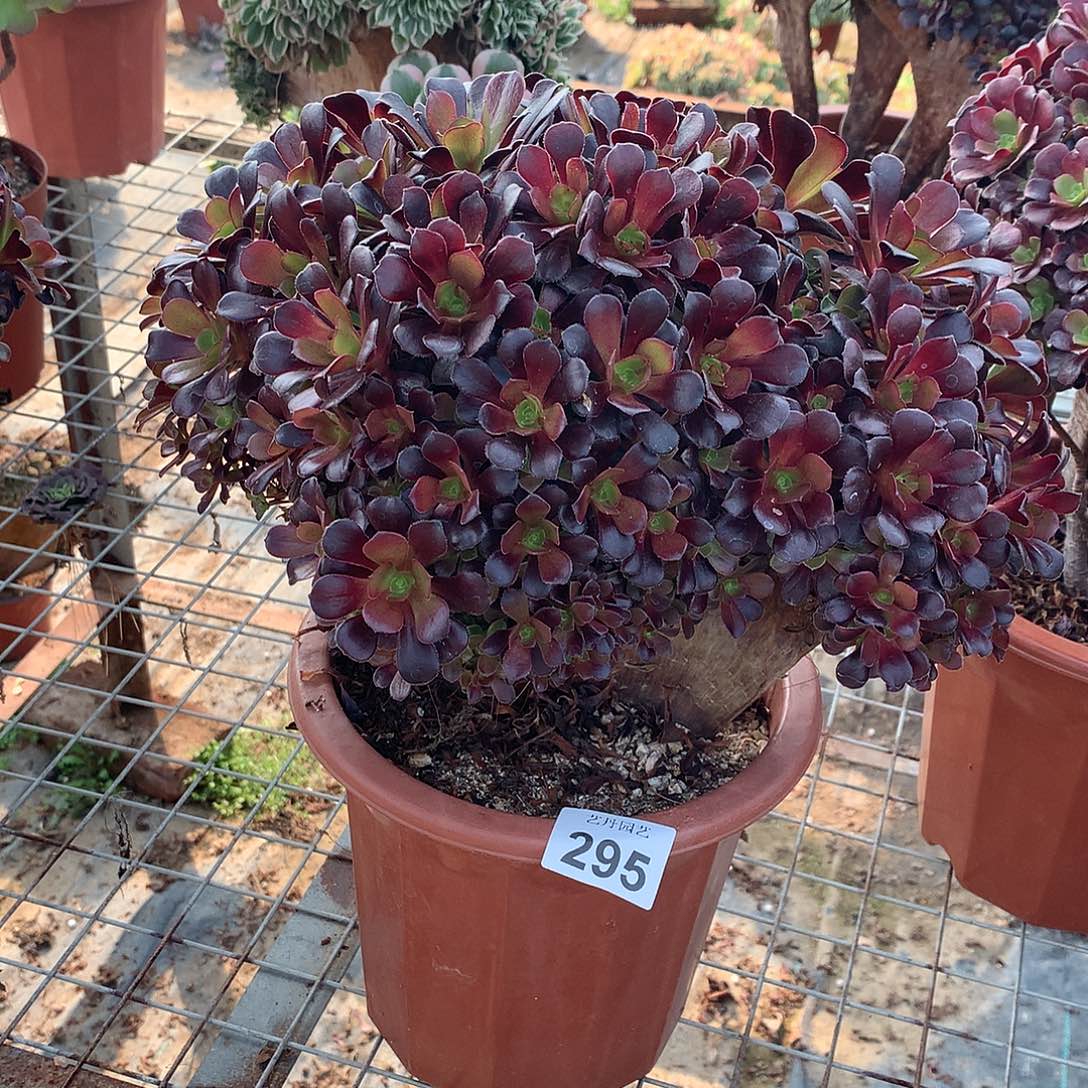 珠*儿295欧紫朵朵缀化有切口