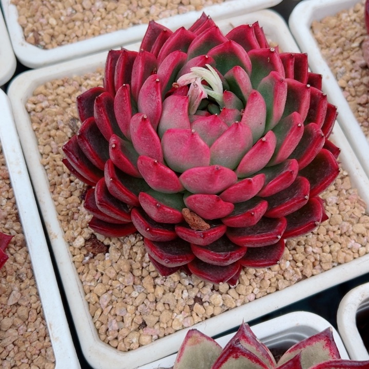 精品多肉植物老桩