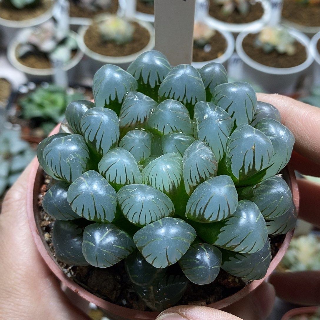 187潘灯母本十二多肉