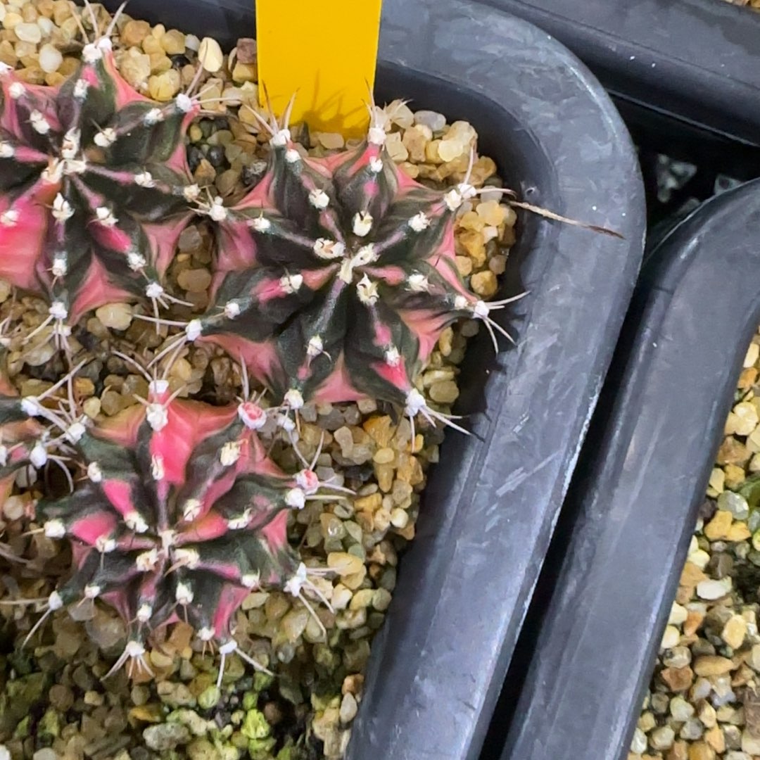 216-1228泰国发货多肉