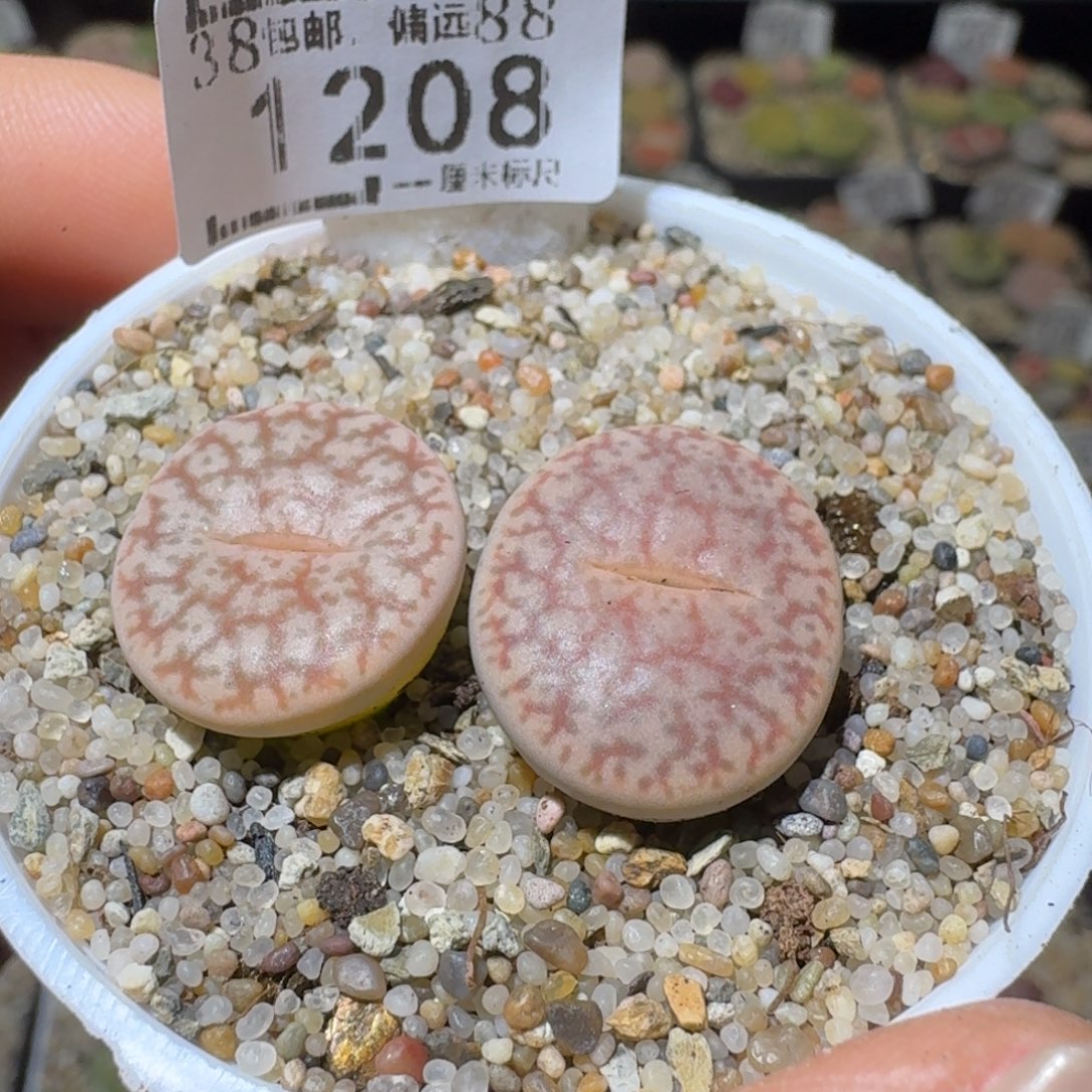 Sss清仓便宜出1208