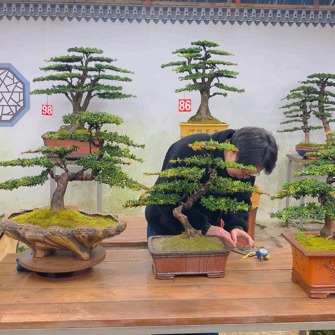 木红芽罗汉松带盆