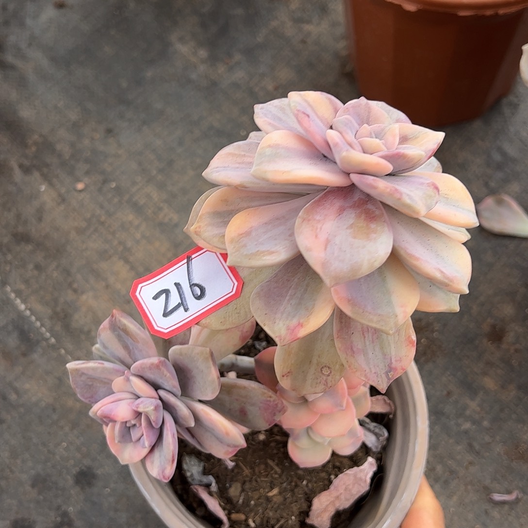 216号紫乐锦，一物一拍