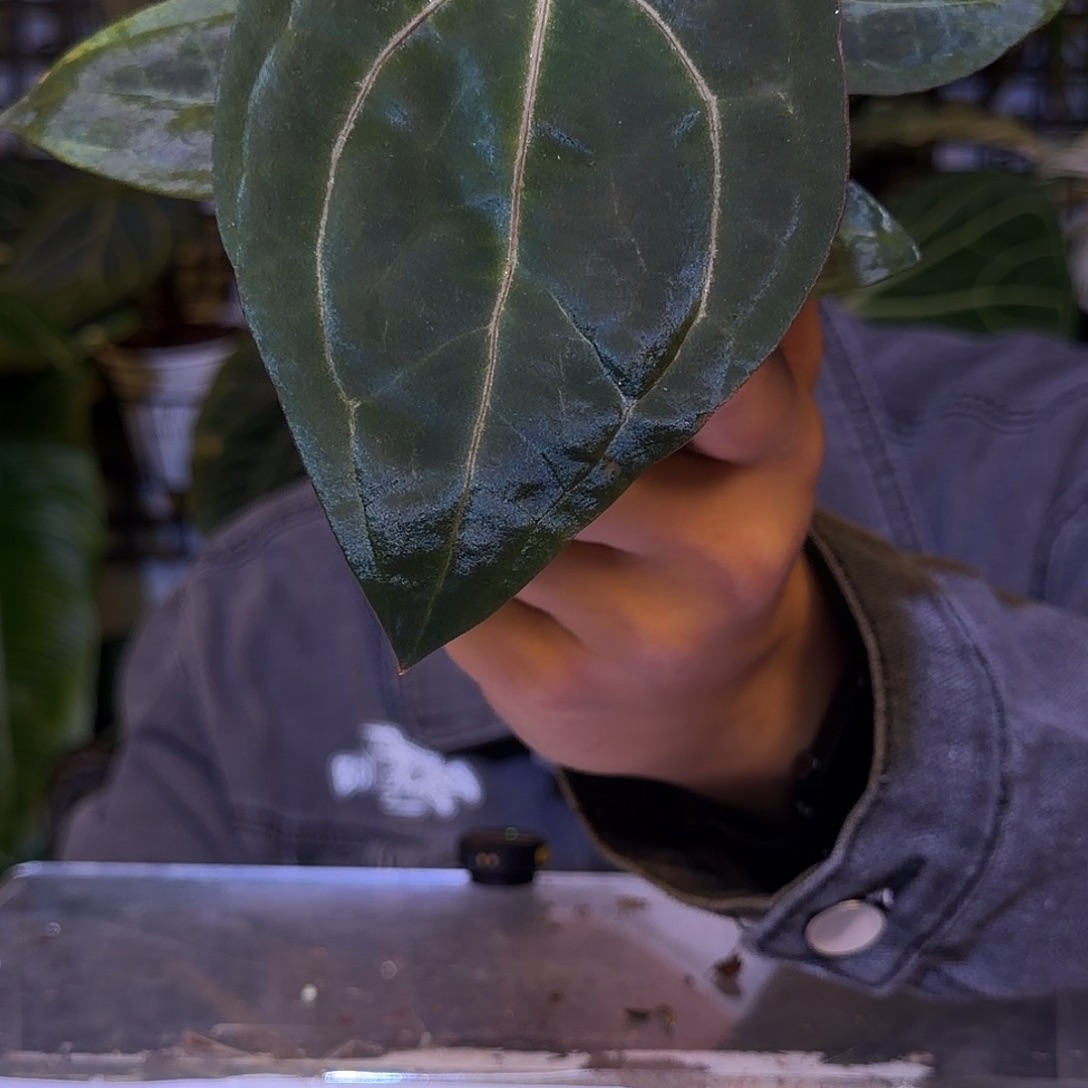 完全开放F657kos杂黑桃