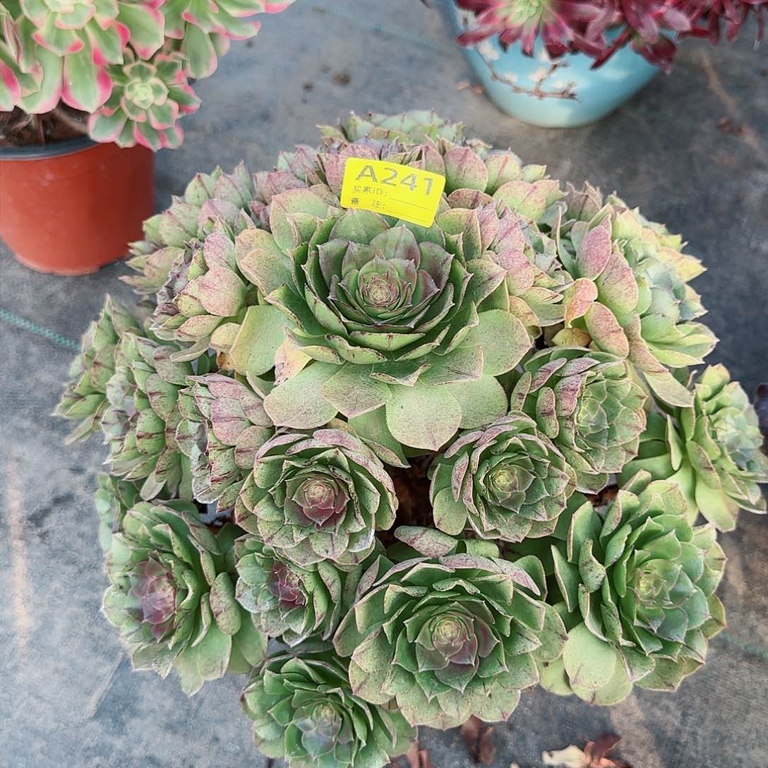 万拉丝241多肉多肉