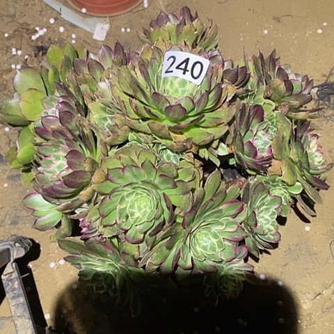 吉**运多肉植物法师240莲花