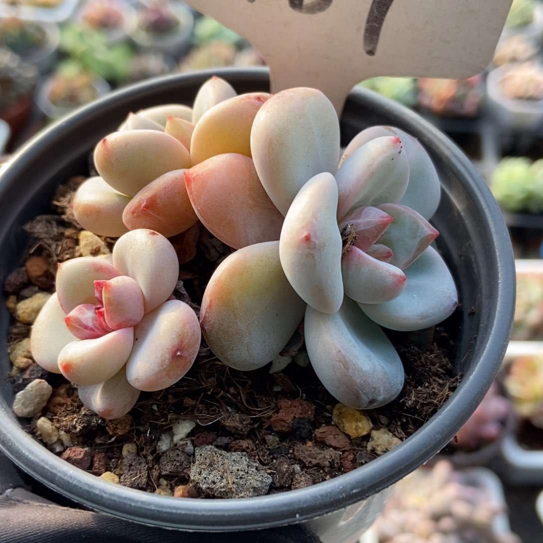 1187星星雪多肉植物