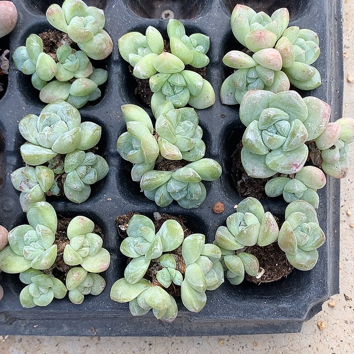 冰玉群生9颗一物一拍