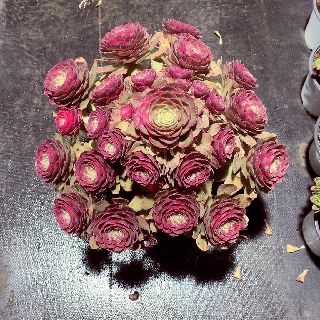 法师多肉哈哈哈哈