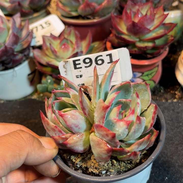 惊鸿一瞥多肉植物961