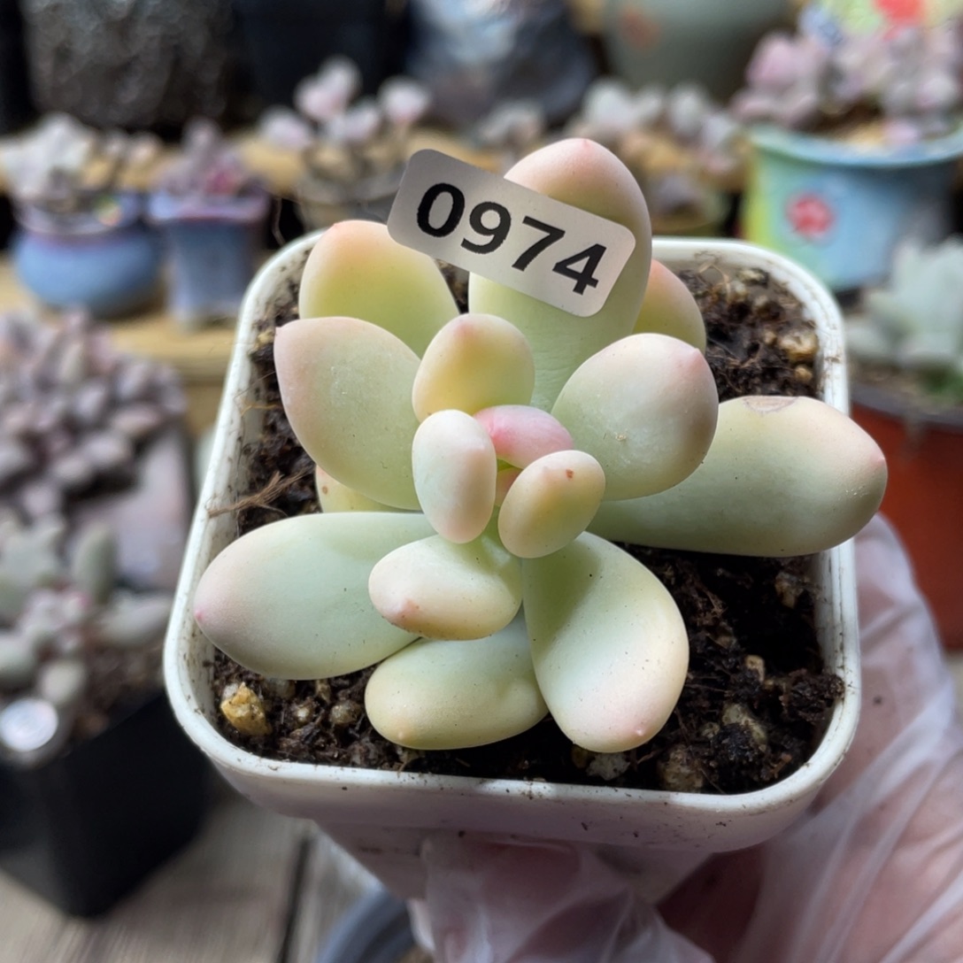 三日月锦多肉植物