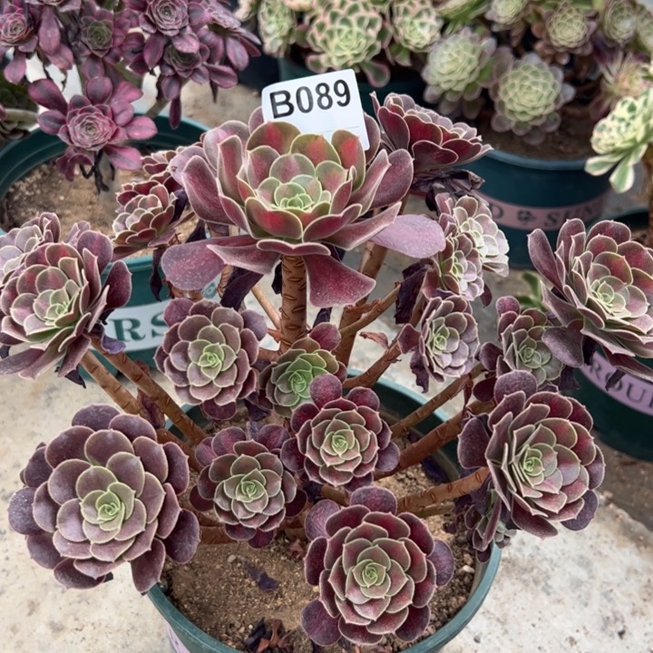 089红日25厘米左右