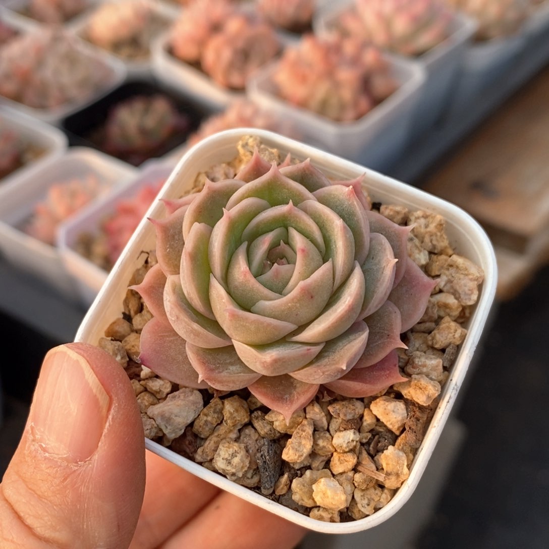 精品多肉一物一拍不包整62