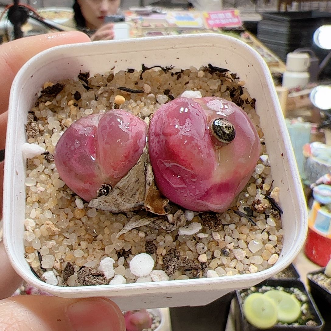 【闪购商品】281 大双头